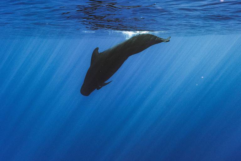 The World's Most Endangered Whales - A-Z Animals