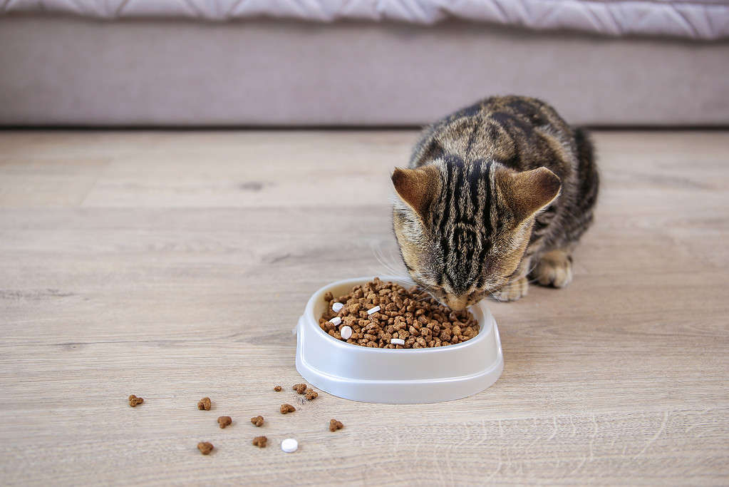 The cat eats dry food and pills from a bowl.