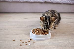 Cat Food Prices 2024: What to Expect to Spend Every Month Picture
