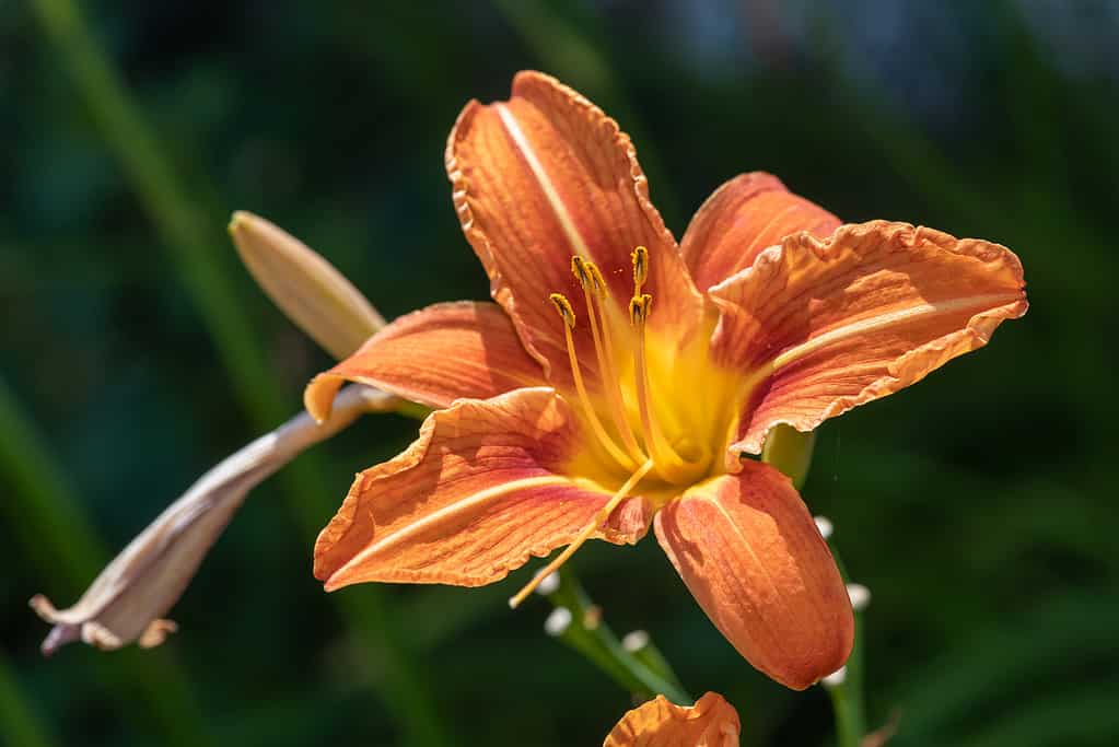 Orange daylily ((hemerocallis fulva) flower