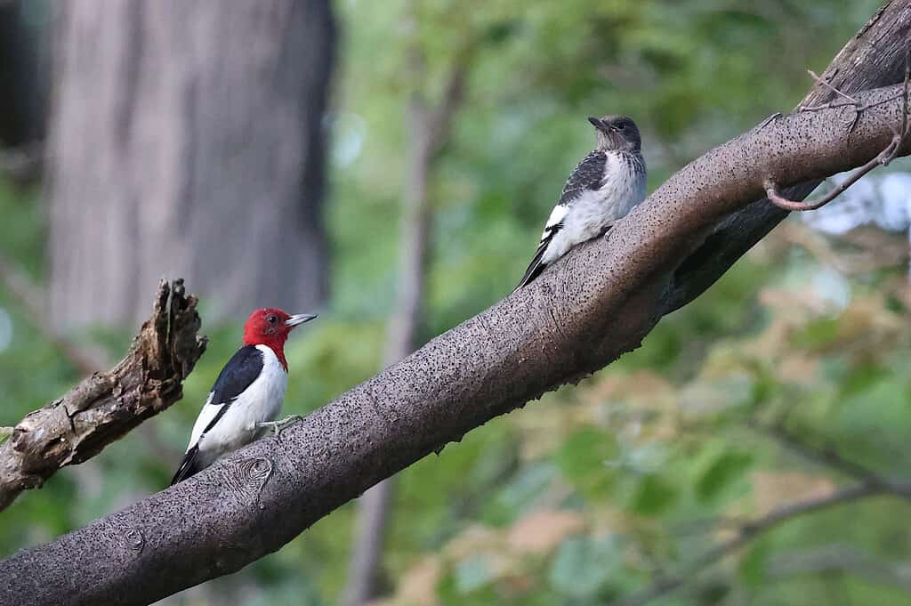 Adult And Juvenile Red Headed Woodpeckers