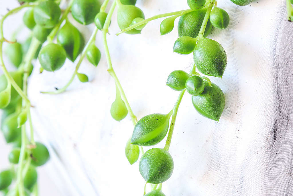 Close up on string of pearls plant