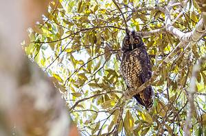 Discover 11 Types of Owls in Florida (From Rarest to Most Common) Picture