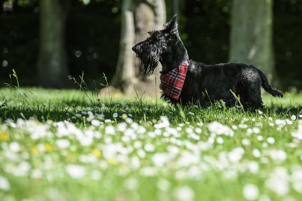 Male Scottish Terrier dog in a park with grass and daisies