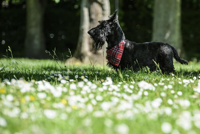 Male Scottish Terrier dog in a park with grass and daisies