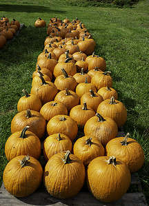 Explore the 14 Best Pumpkin Patches in Missouri to Embrace the Fall Season Picture