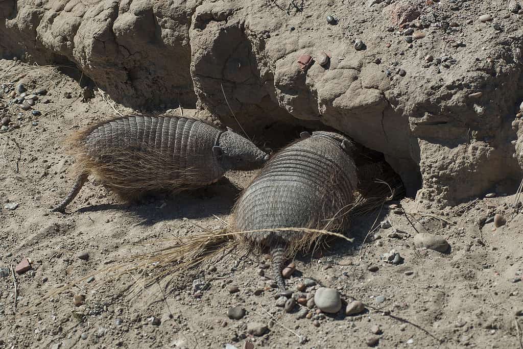 Hairy Armadillo, in desert environment, Peninsula Valdes, Patagonia, Argentina