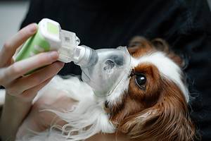 11 Common Health Problems Seen in Cavalier King Charles Spaniels Picture