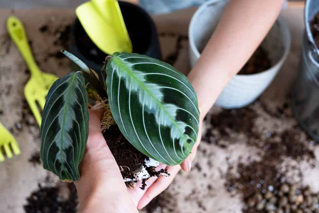 Girl replant a potted houseplant Maranta into a new soil with drainage. A rare variety Marantaceae leuconeura Massangeana Potted plant care, hand sprinkle the mixture with a scoop and tamp it in a pot. Hobby and enviro