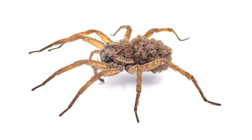Carolina wolf spider - Hogna carolinensis - with babies on her back or abdomen,  side view extreme detail throughout, isolated cutout on white