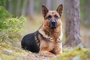 15 Amazing Dogs That Look like German Shepherds Picture