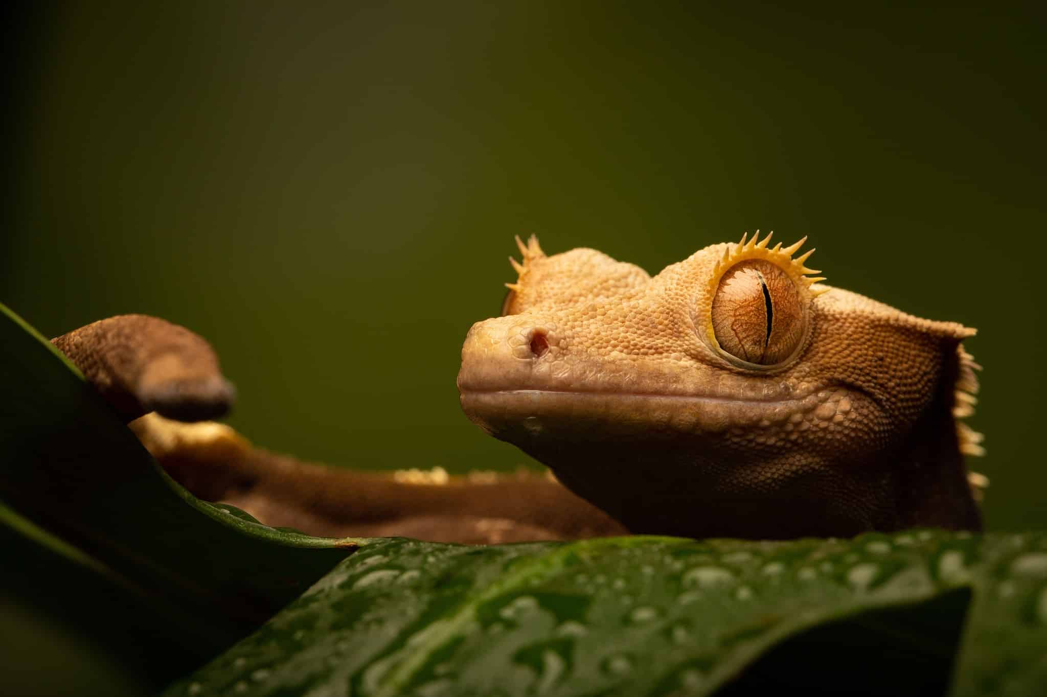 10 Cheapest Lizards to Keep as Pets AZ Animals