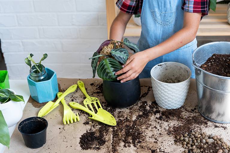 Girl replant a potted houseplant Maranta into a new soil with drainage. A rare variety Marantaceae leuconeura Massangeana Potted plant care, hand sprinkle the mixture with a scoop and tamp it in a pot. Hobby and enviro