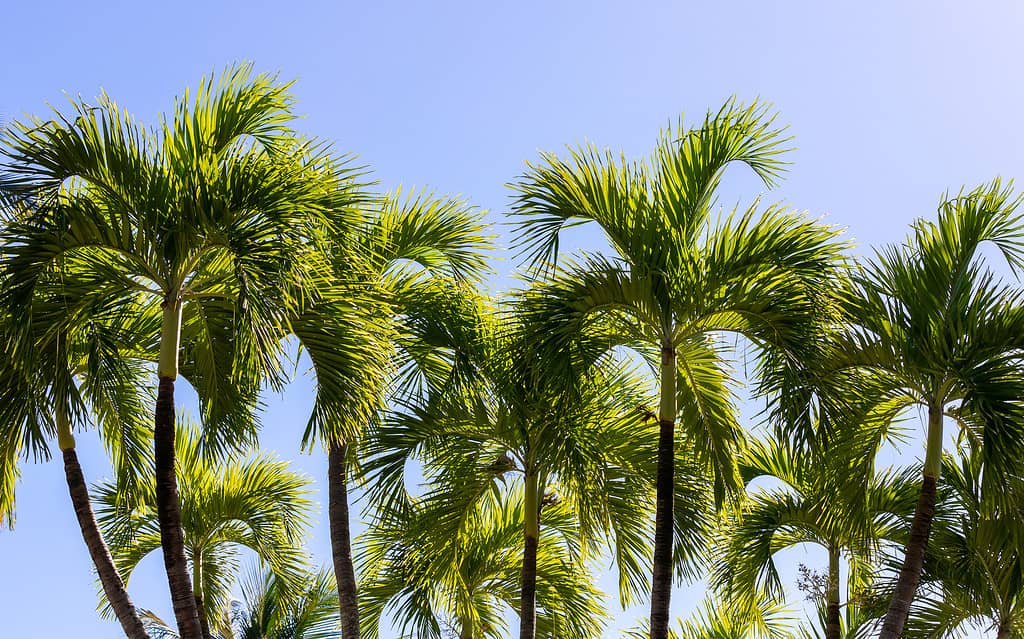 Roystonea regia commonly known as Cuban royal palm