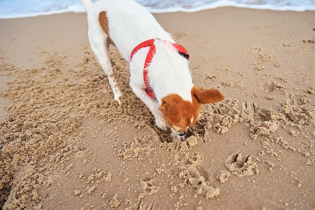 Dog walking at sea beach