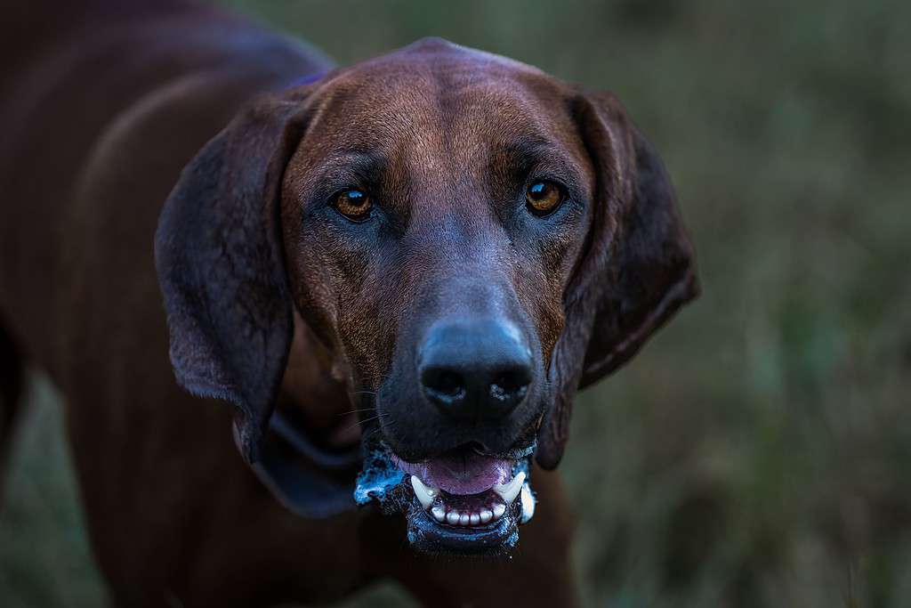 Closeup of a Redbone Coonhound panting while playing at a dog park