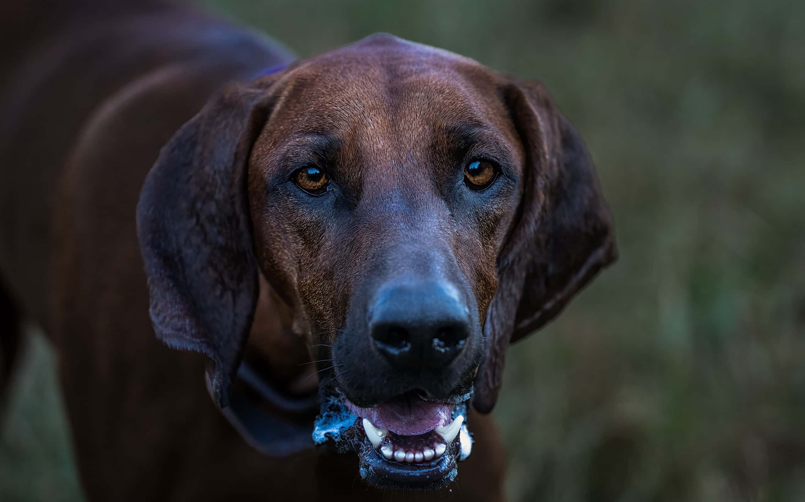 Closeup of a Redbone Coonhound panting while playing at a dog park