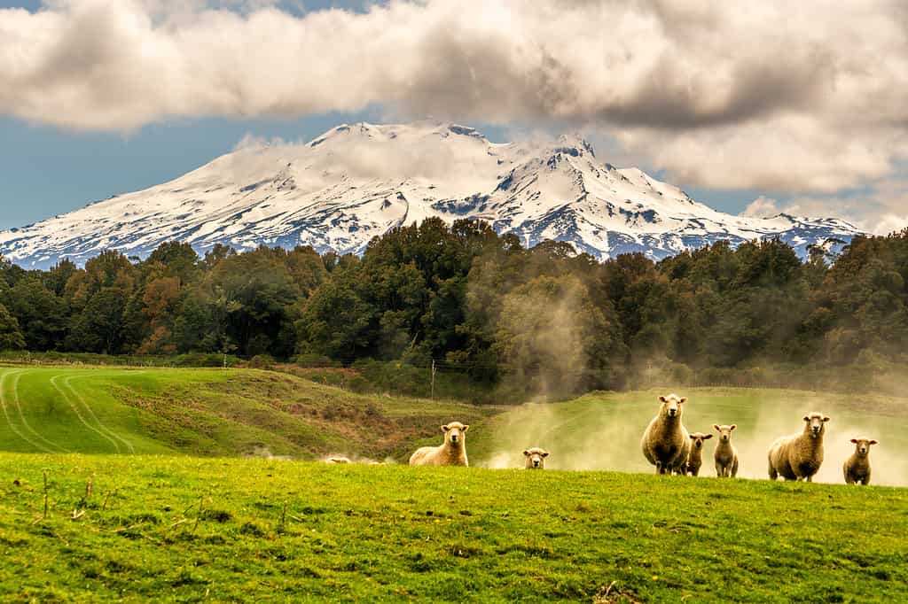 With a backdrop of Mt Ruapehu sheep grazing