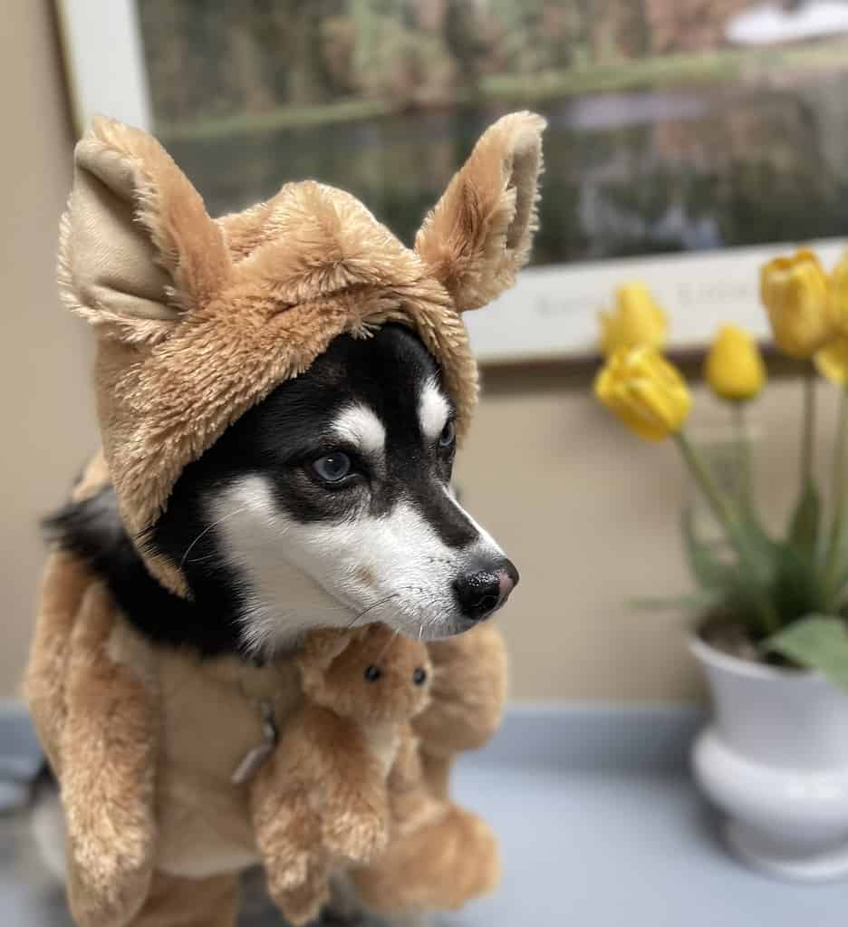 Alaska Klee Kai Mini Husky dog in Kangaroo Costume with Joey
