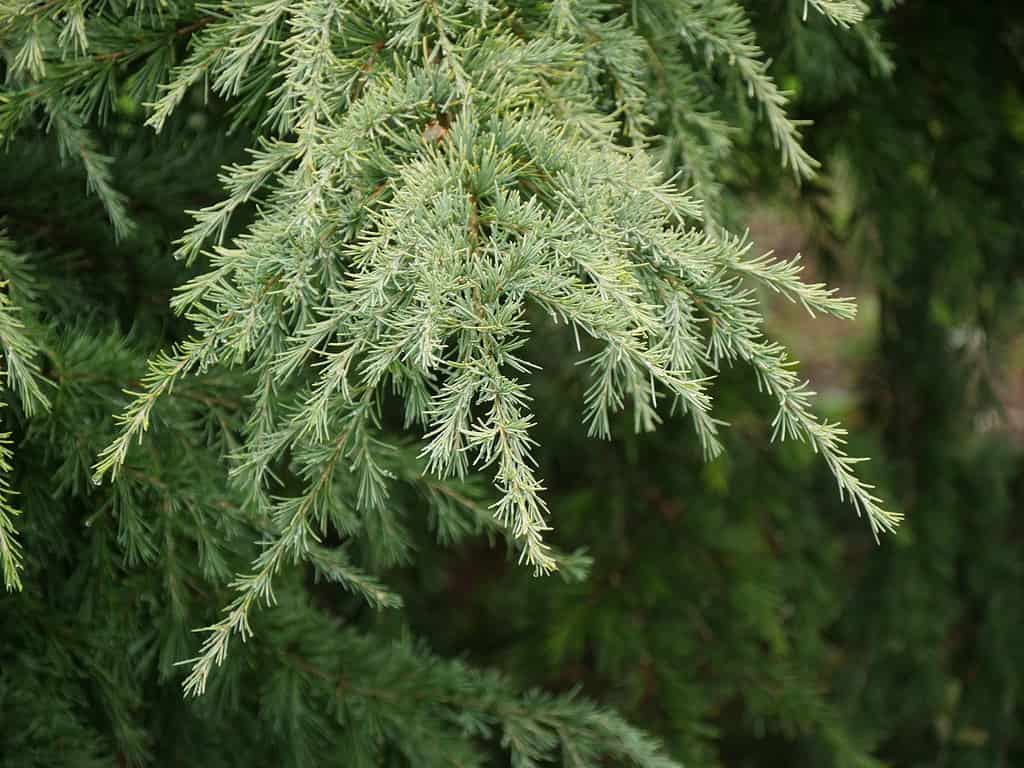 Cedrus deodara 'Aurea'
