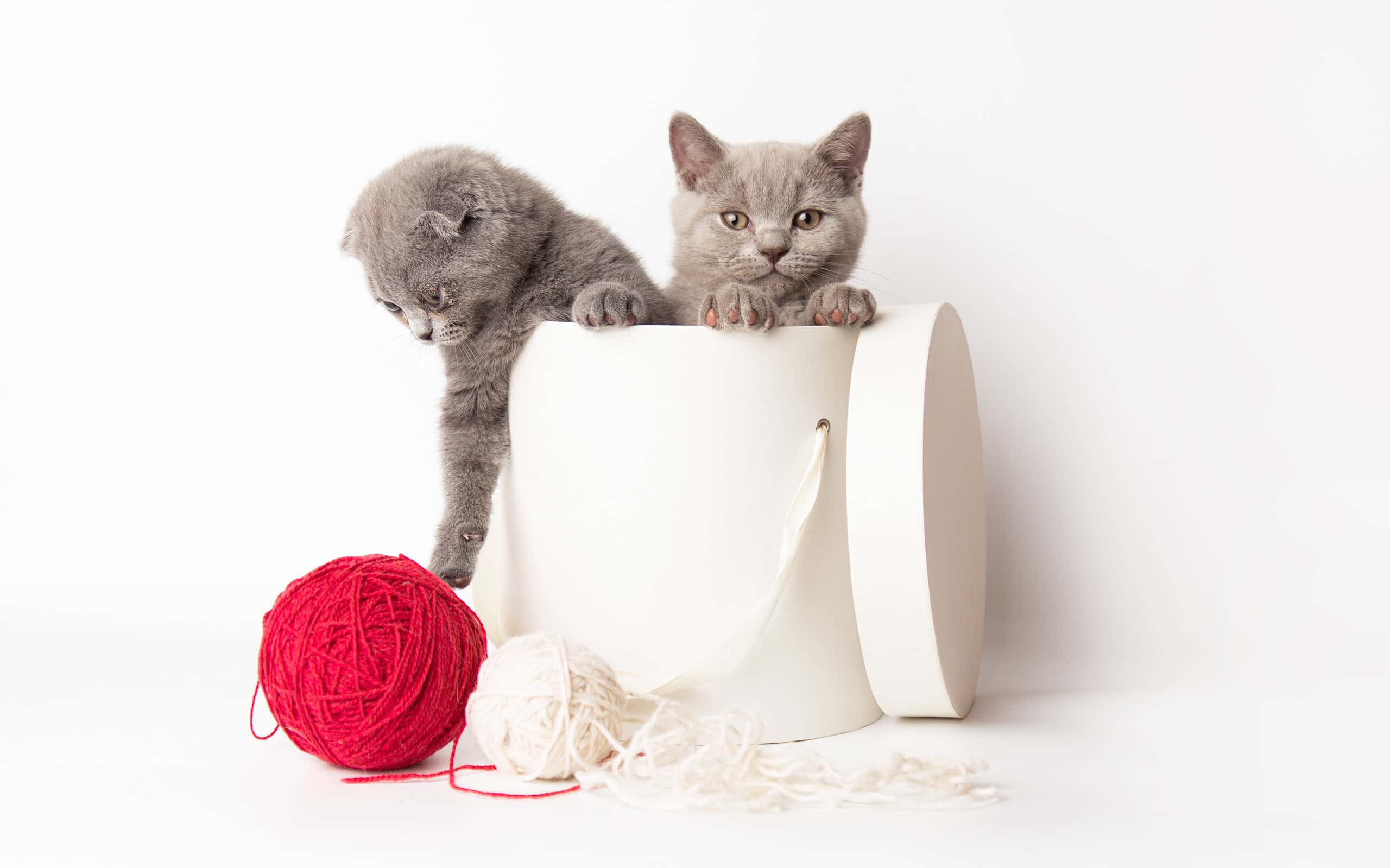 two Scottish gray cute little kitten crawls out of a gift box with a red and white ball of woolen threads on a white background. cats hiding in a box with copy space