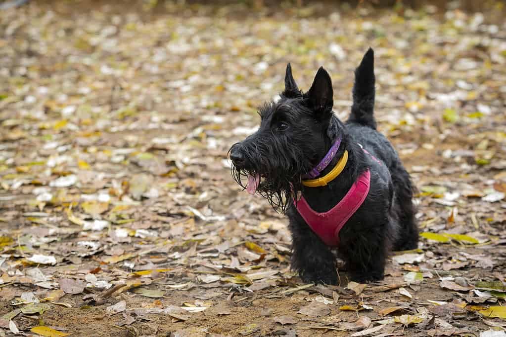 Black Scottish Terrier close-up on the background of fallen leaves