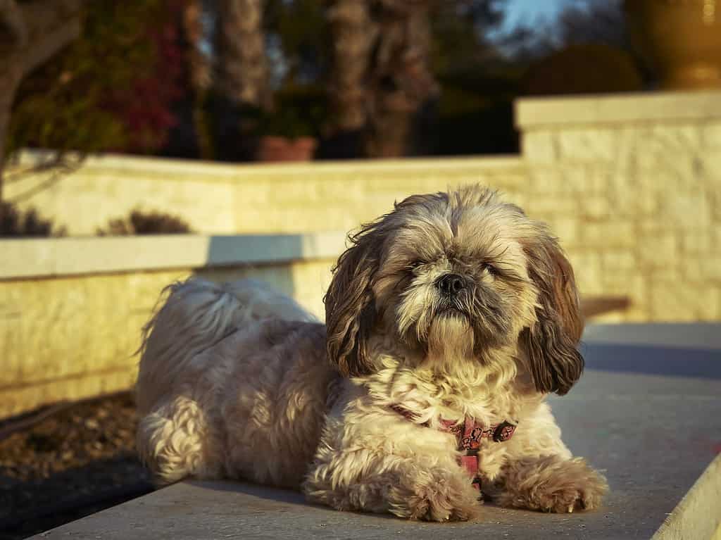 View of a Shih-Poo dog sitting on the ground and looking at the camera on a sunny day