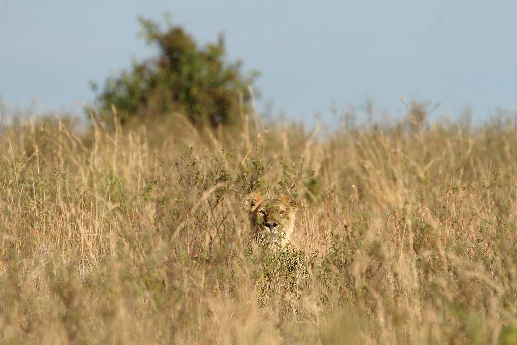 lioness hunting