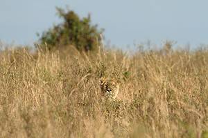 Lone Lioness Appears Out of the Tall Grass to Try Tackling a Barreling Buffalo! Picture