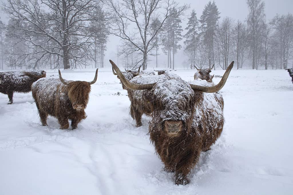 Scottish highland cattle in winter.