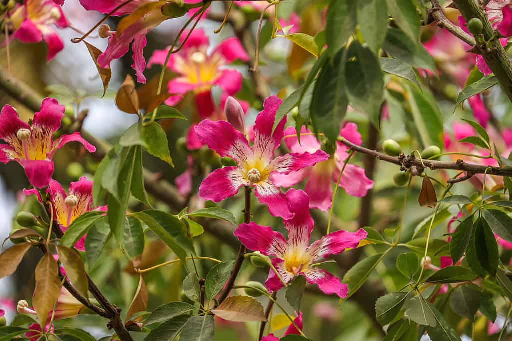 Pink flowers of floss silk tree in bloom