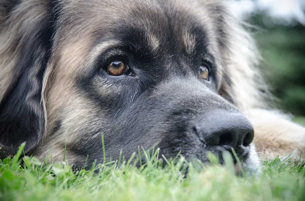 Closeup shot of the Leonberger face on the green ground