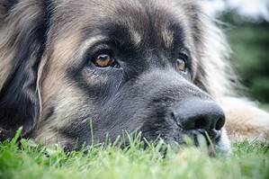 Leonberger Progression: Growth Chart, Milestones, and Training Tips Picture