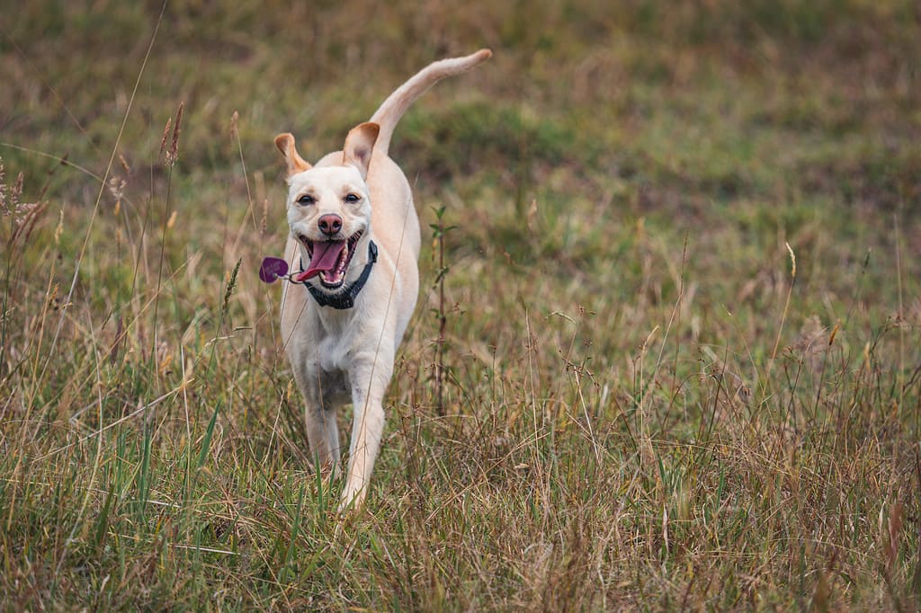 Closeup of a cheerful Cretan Hound running in a field covered in the grass