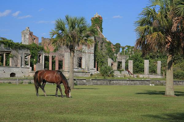 7 Places To See Wild Horses On The East Coast - A-Z Animals