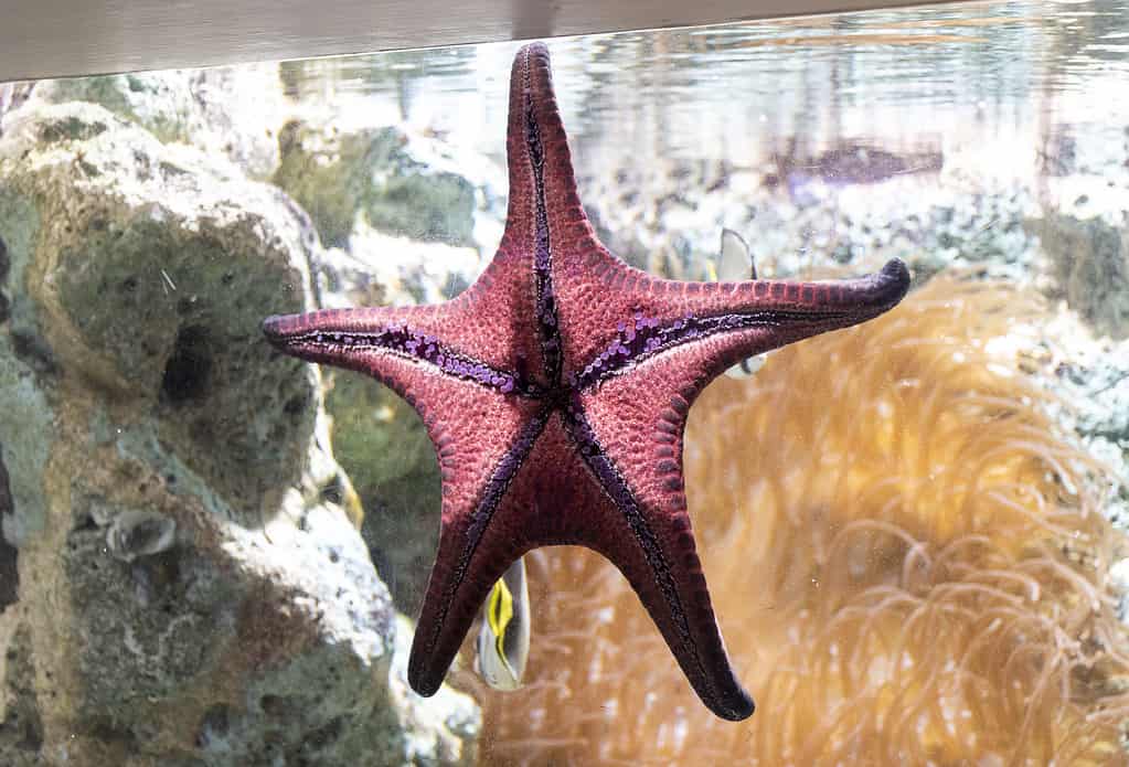 Red starfish in the aquarium