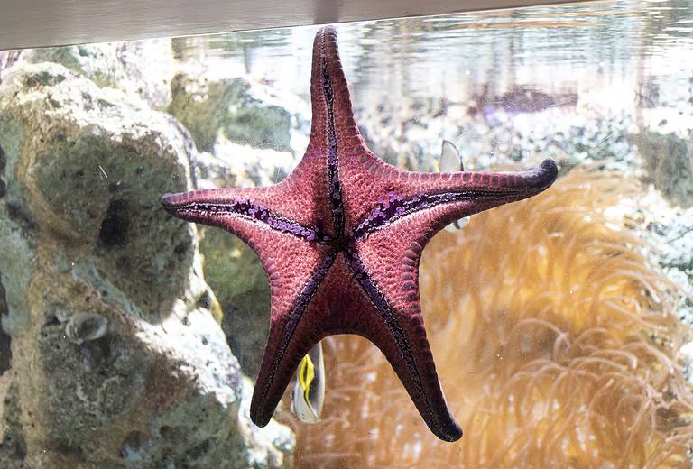 Red starfish in the aquarium