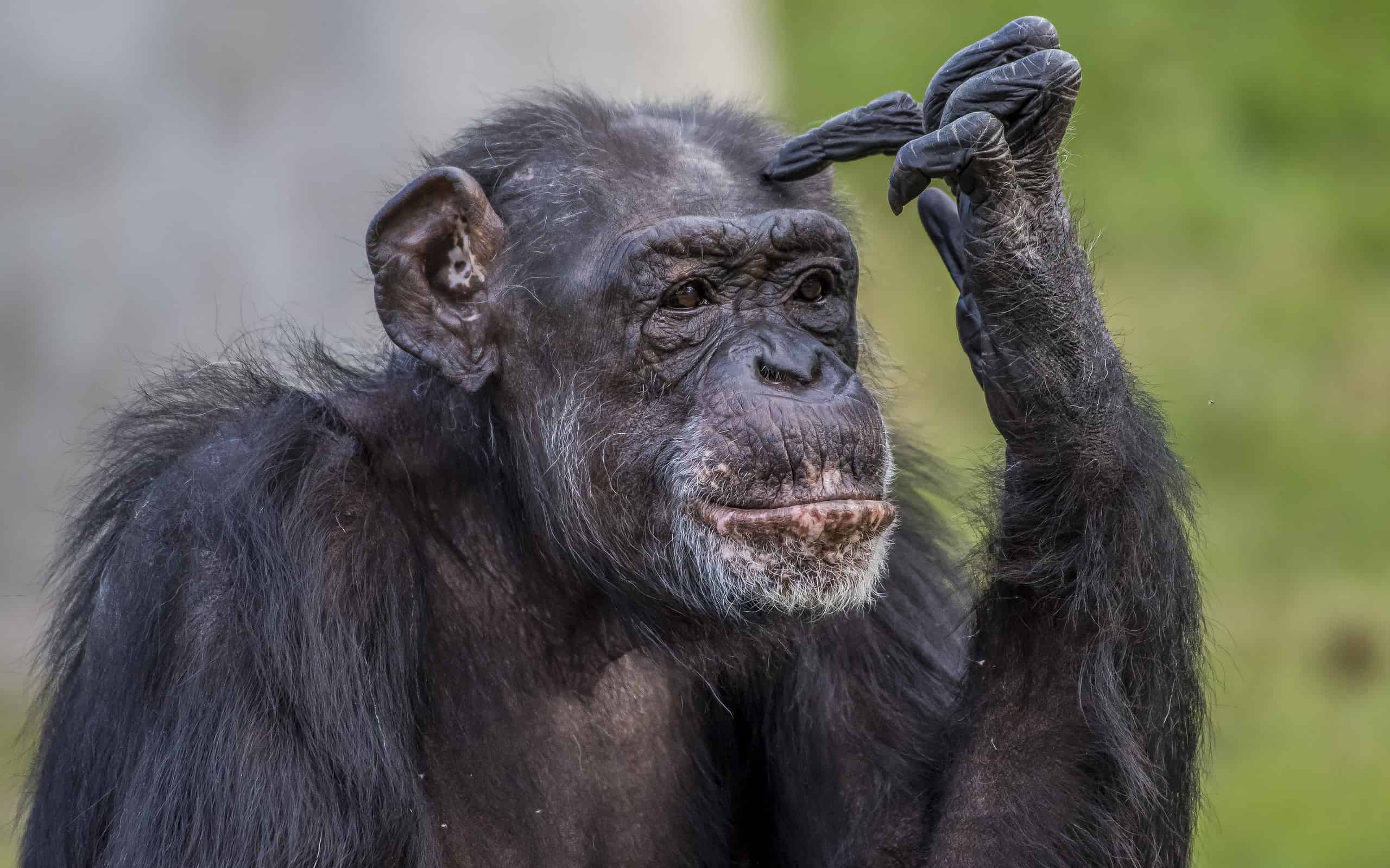 Closeup shot of a chimpanzee making a thinking posture