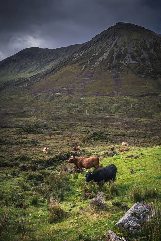Highland cows in the valley on Isle Of Skye, Scotland