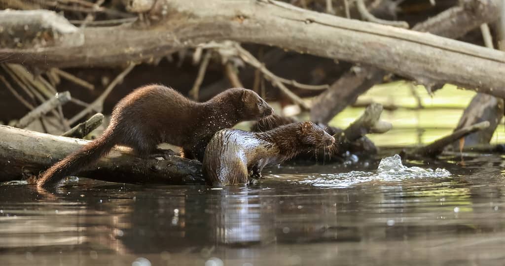 The American mink (Neogale vison)