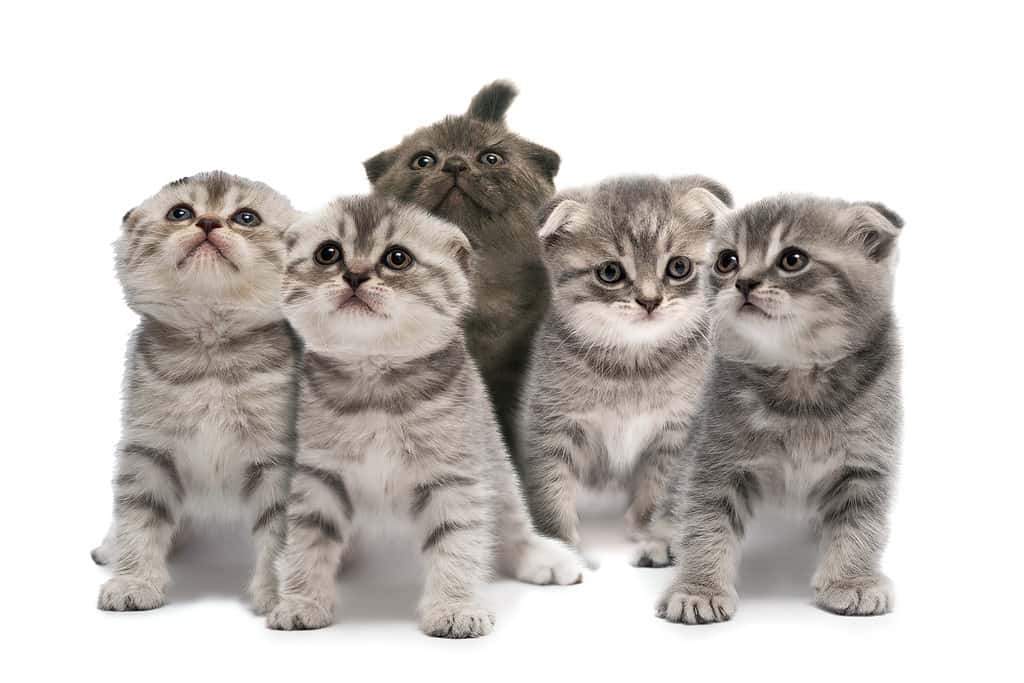 Cute Scottish fold little kittens isolated on a white background.