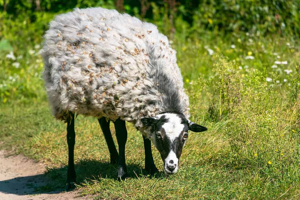 Close-up shot of a Romanov sheep grazing in the field