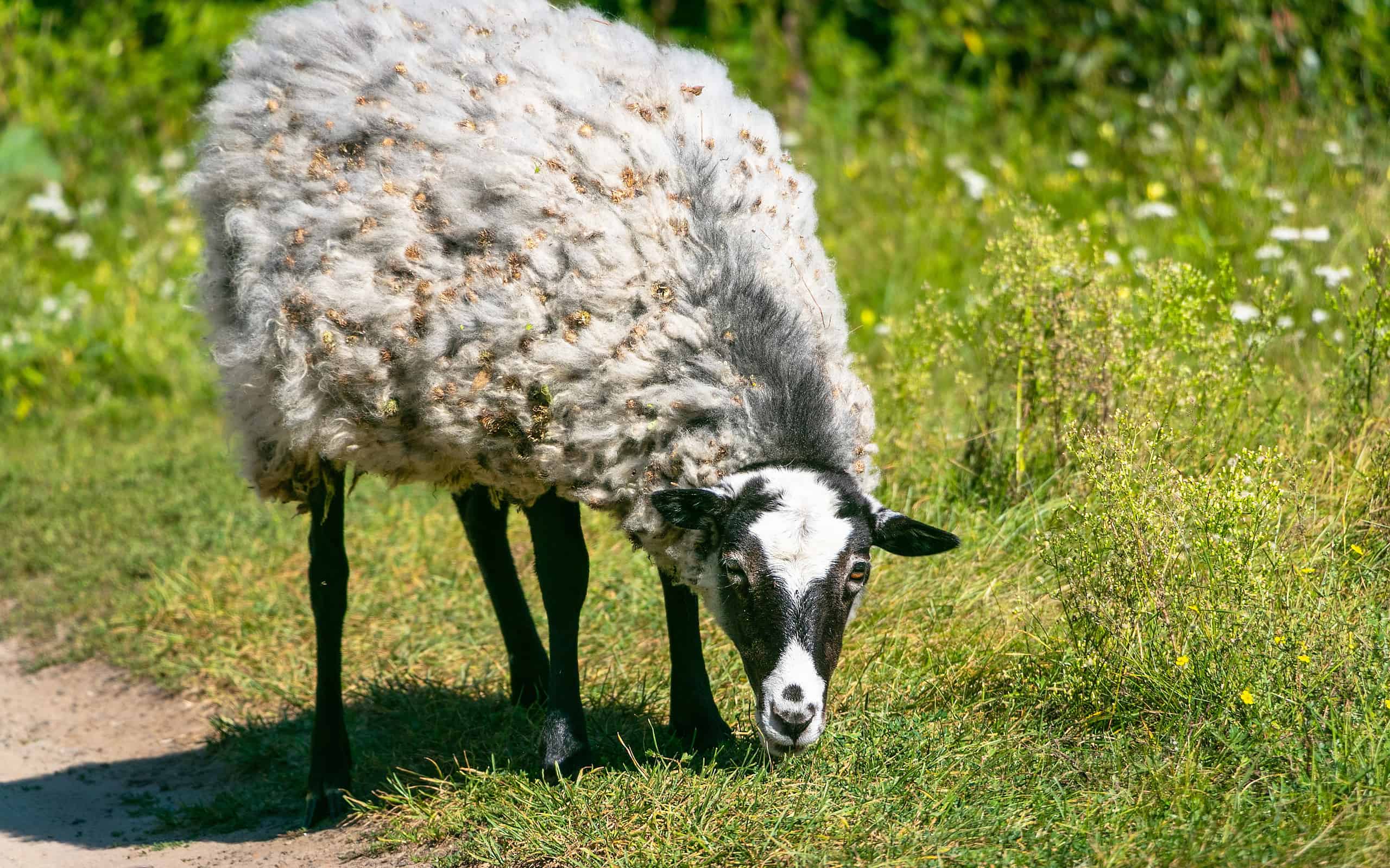 Close-up shot of a Romanov sheep grazing in the field