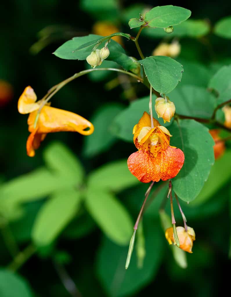 Closeup shot of Jewelweed flowers with green leaves under sunlight