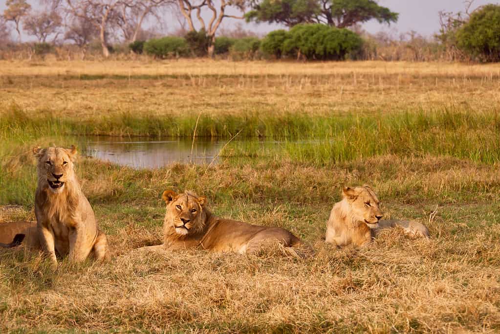 male lion coalition