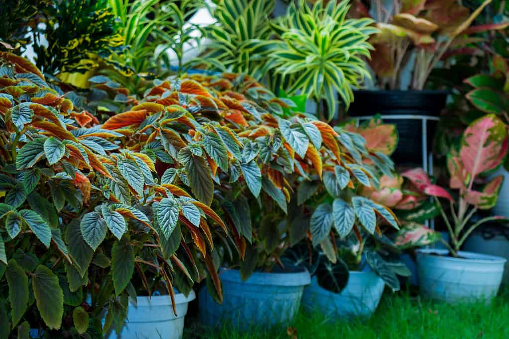 Closeup shot of begonia aconitifolia plants in pots