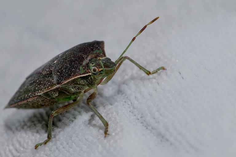 Stink Bug Statistics: What You Don't Know - A-Z Animals
