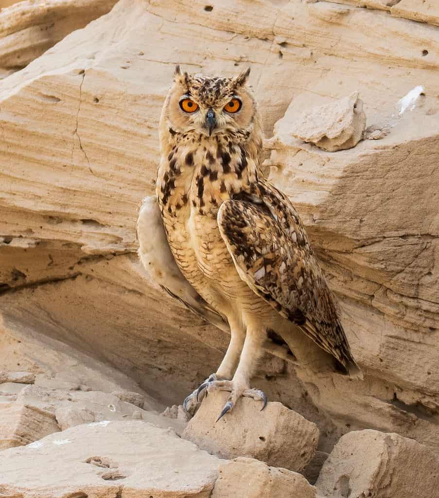 Pharaoh eagle-owl in Dubai desert in the wild