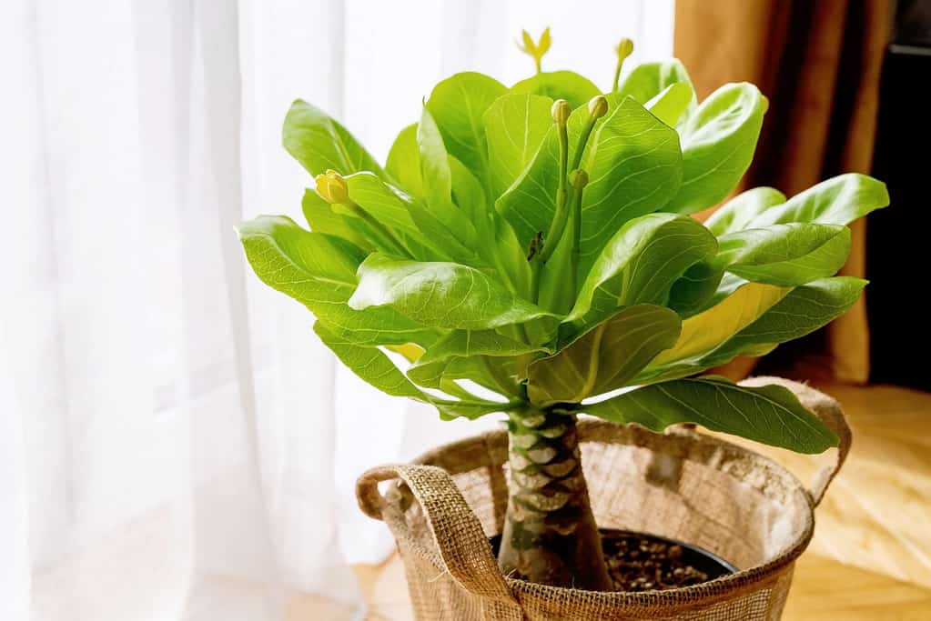 Hawaiian palm (Brighamia insignis) growing and blooming in flower pot.
