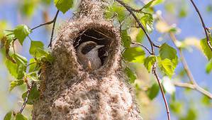 11 Birds That Make Incredible Nests Picture